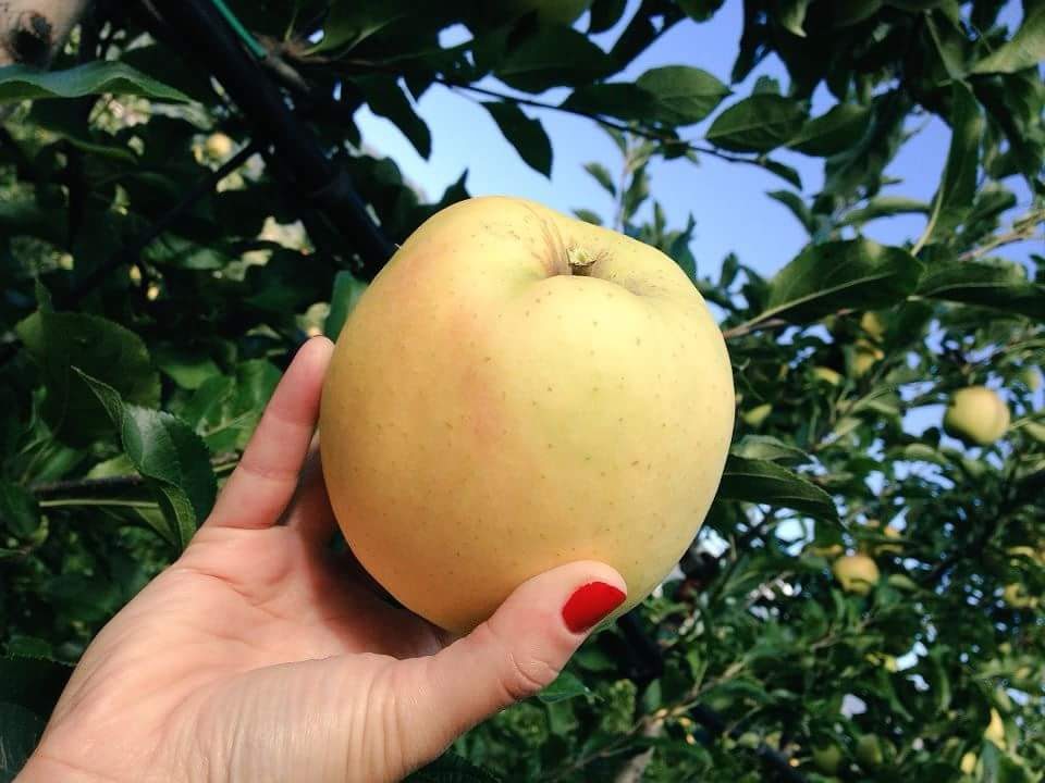 Pomaria, scopri tutti i segreti delle mele della Val di Non