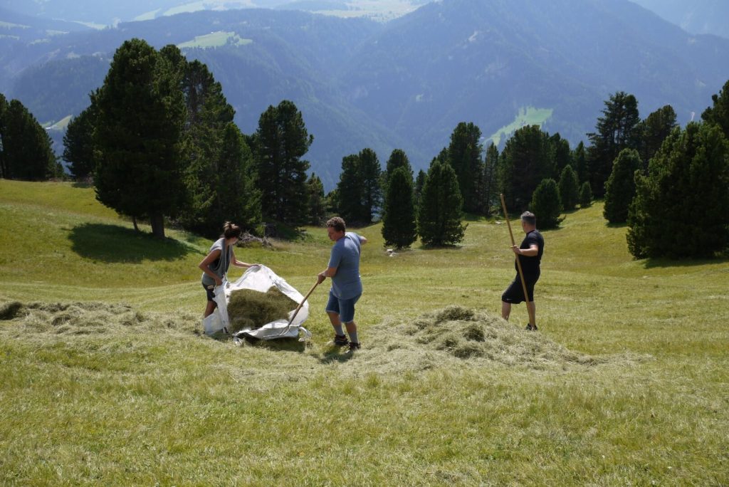 marzadro-fieno-montagna-massaggio