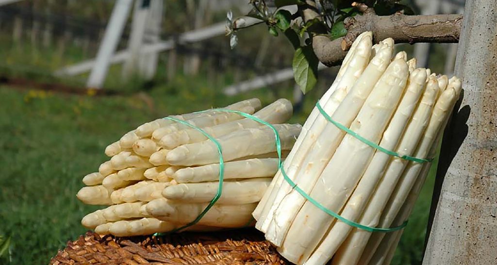 Asparagi-zambana-pineta-bianchi