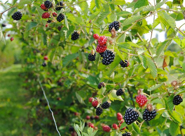 more-frutta-stagione-orto-pineta