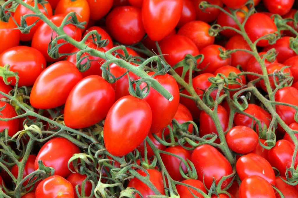 pomodori-coltivazione-orto-pineta