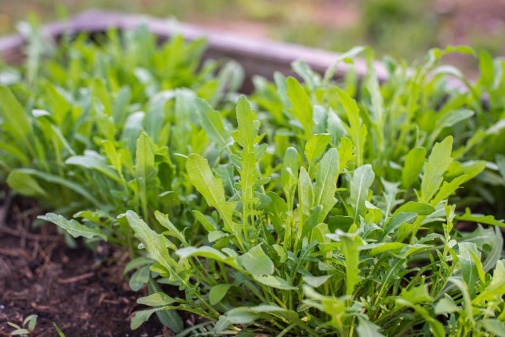 rucola-pineta-orto-wellness