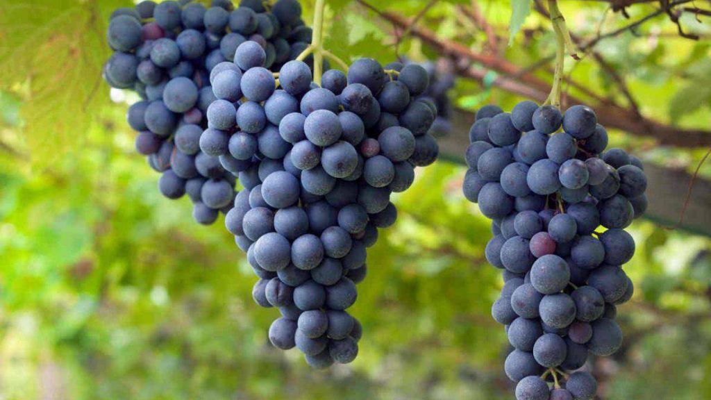 uva_regenera-frutta-stagione-pineta
