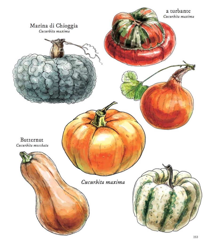 la-zucca-ha-un-sapore-amaro-ragioni-per-il-gusto-amaro-della-zucca