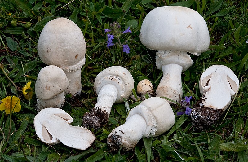 Agaricus arvensis-pineta-mauro-1