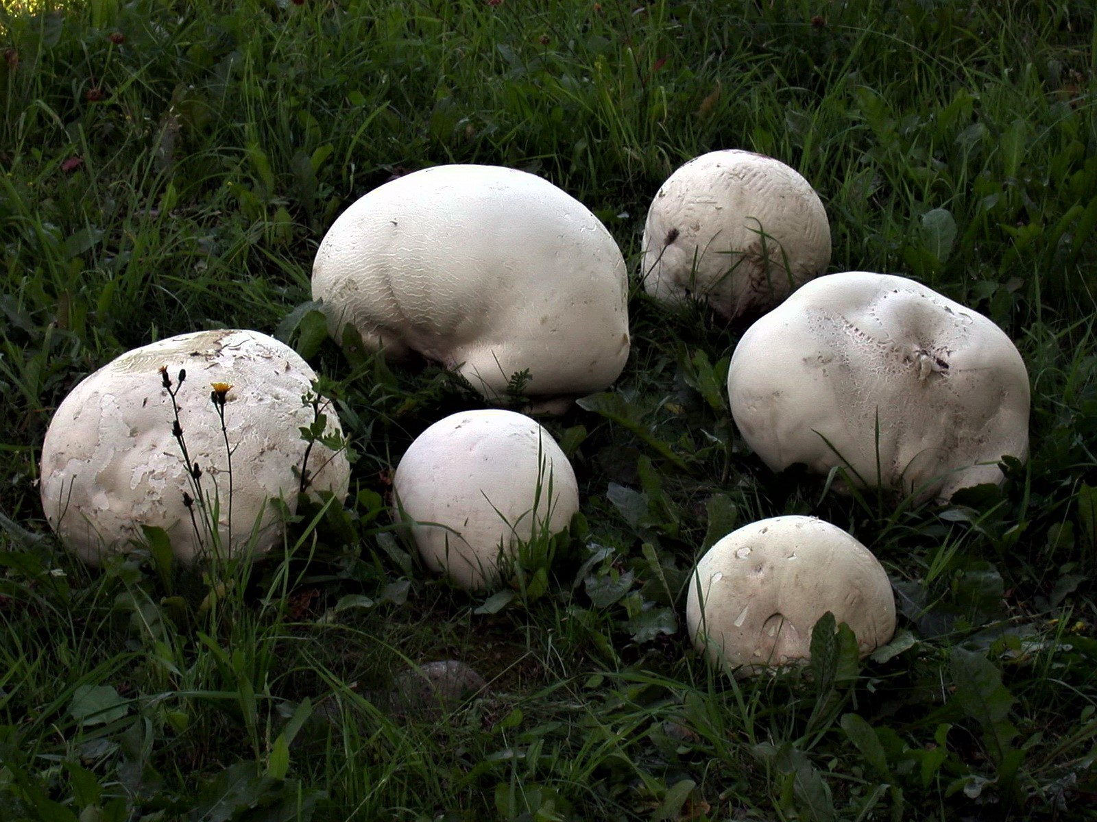 Calvatia Gigantea-pineta-3