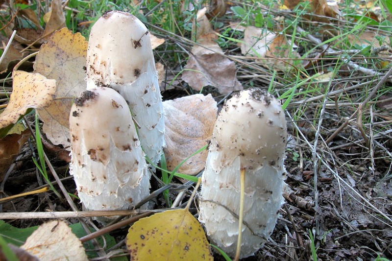 Coprinus comatus -pineta-1