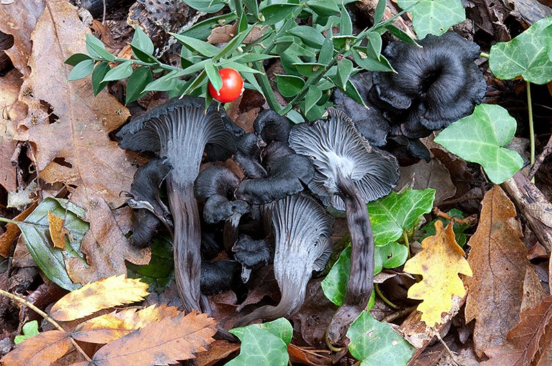 Cantharellus o craterellus cinereus-3