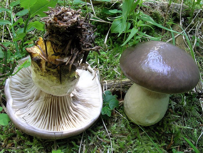 Gomphidius glutinosus-2-Pineta