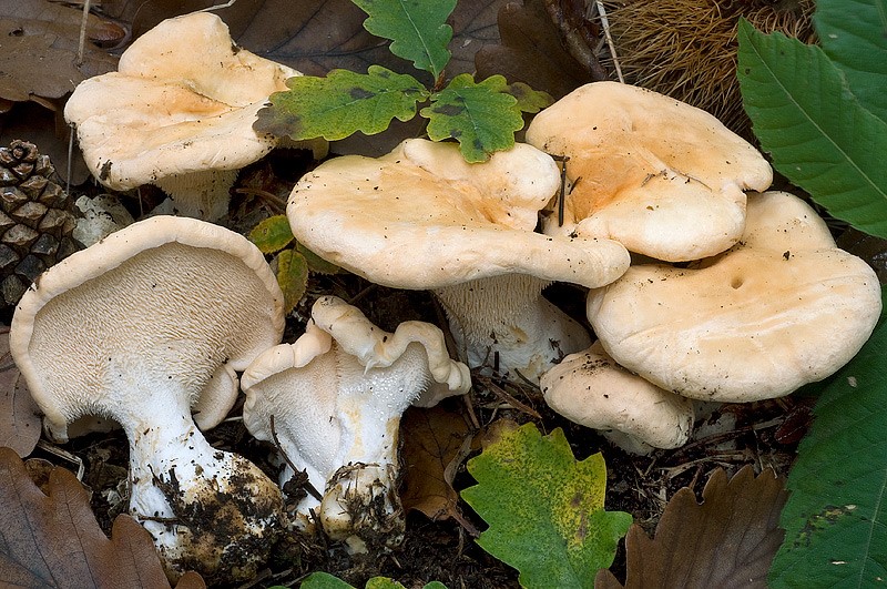 Hydnum repandum-3-Pineta